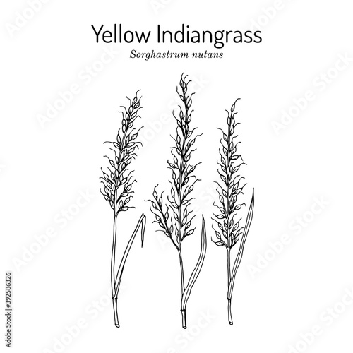 Yellow Indiangrass Sorghastrum nutans , prairie grass