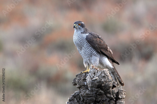 Northern goshawk adult female on a cork oak trunk in a pine, oak and cork oak forest in autumn with the last light of day