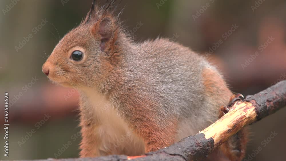 red squirrel animal on branch watching breathing turning side view red squirrel animal on branch watching breathing turning side view