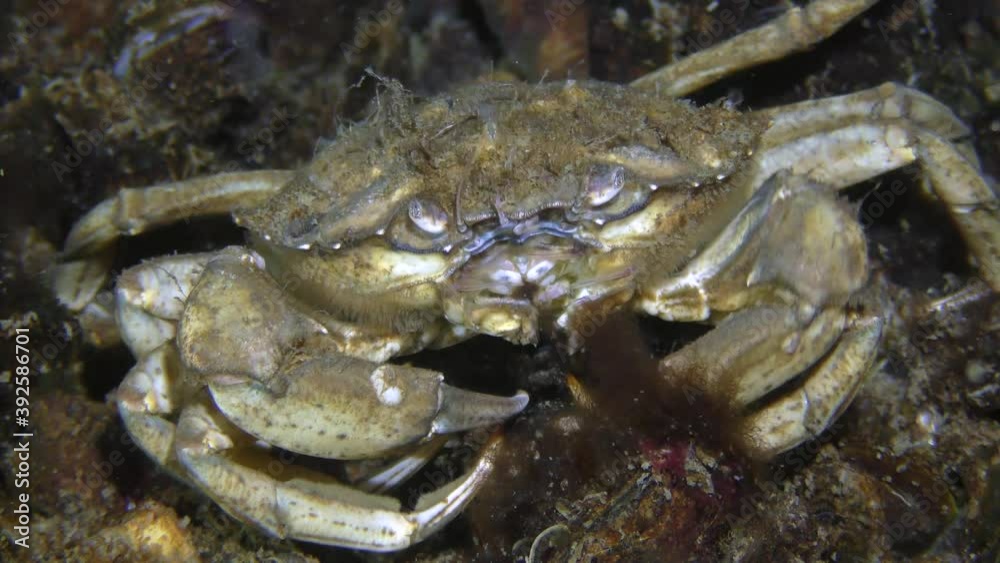 Green crab or Shore crab (Carcinus maenas) eats algae, close-up. Green crab or Shore crab (Carcinus maenas) eats algae, close-up.