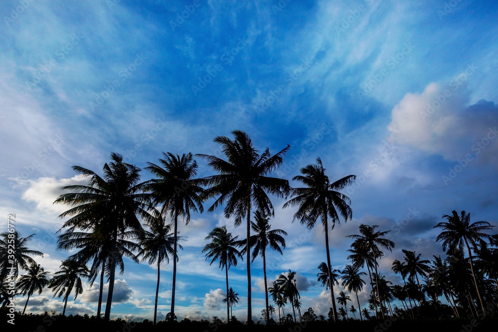 Coconut trees on sunset time