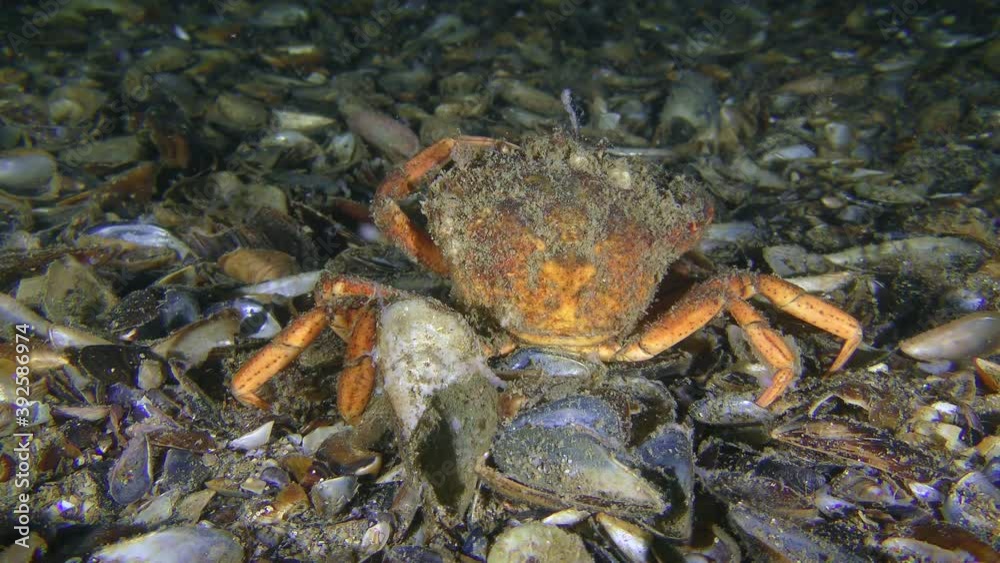 A rare moment of behavior: old Green crab or Shore crab (Carcinus maenas) try to clean their eyes of algae that has grown on them. A rare moment of behavior: old Green crab or Shore crab (Carcinus maenas) try to clean their eyes of algae that has grown on them.
