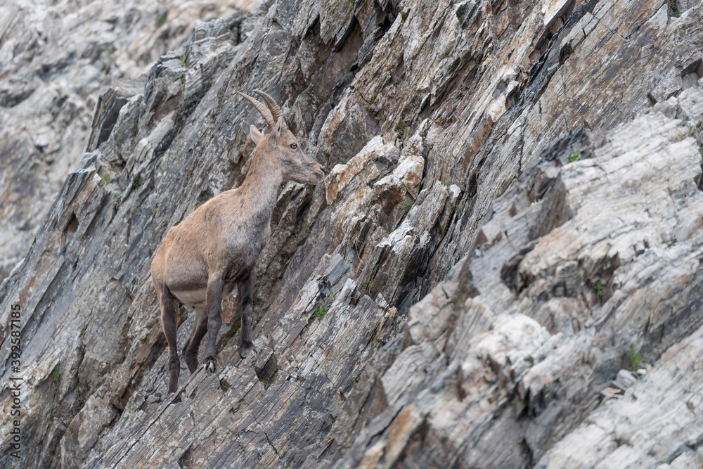 Ibex female on extreme terrain (Capra ibex) Ibex female on extreme terrain (Capra ibex)