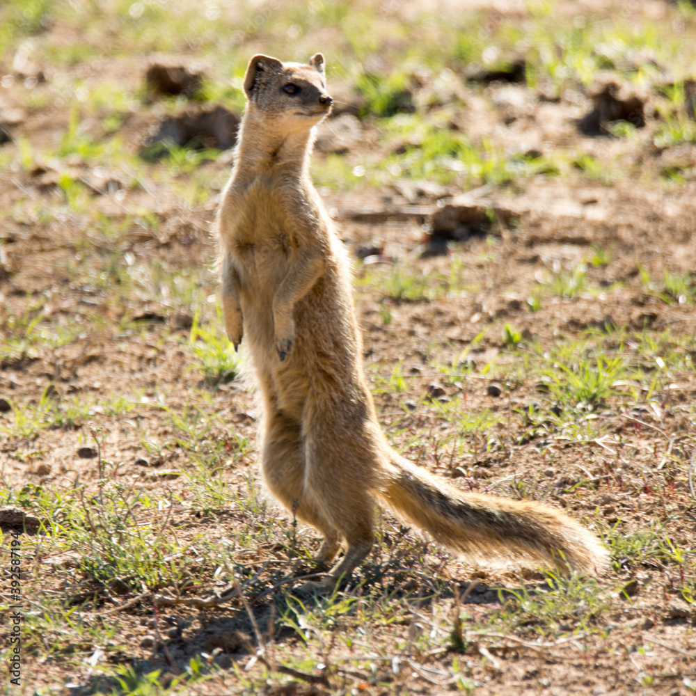 Fototapeta premium Addo Elephant National Park: Yellow mongoose on the alert for enemies