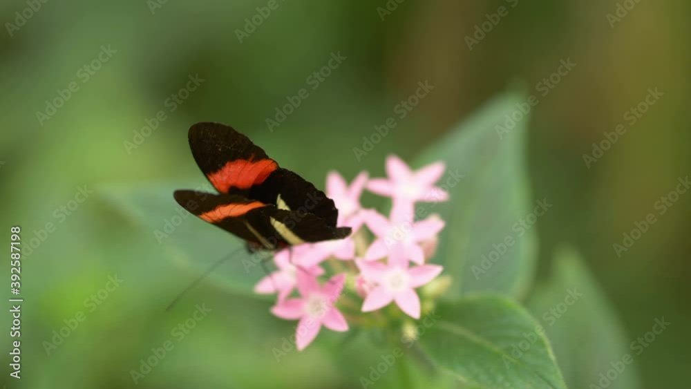 Butterfly on the flower in 4k slow motion 60fps Butterfly on the flower in 4k slow motion 60fps