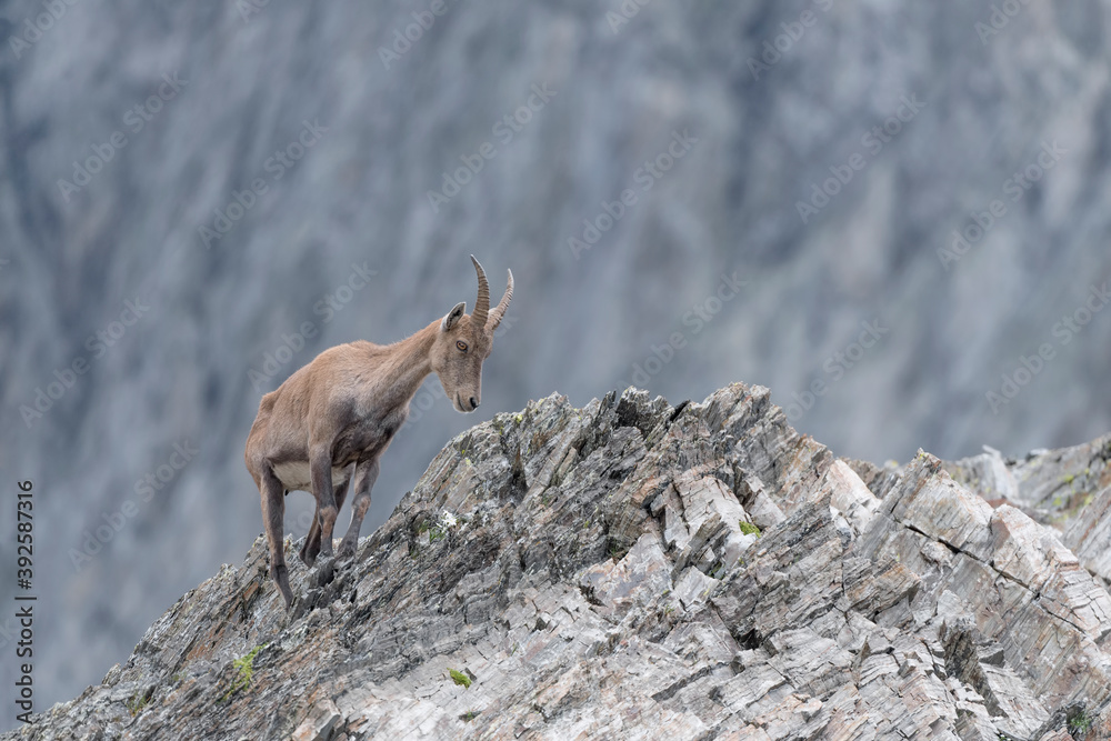 Alpine ibex female on the rocks (Capra ibex) Alpine ibex female on the rocks (Capra ibex)