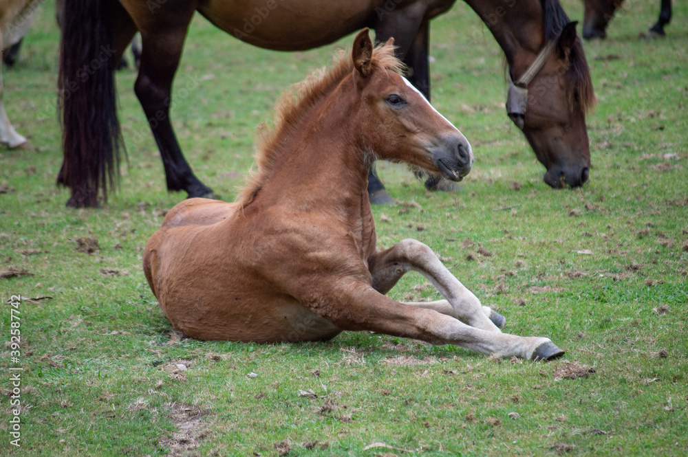 Fototapeta premium A young stallion on a green meadow.