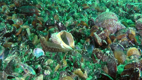 The male Tentacled blenny (Parablennius tentacularis) explores the area around the empty shell Veined Rapa Whelk (Rapana venosa), which is its nest. photo