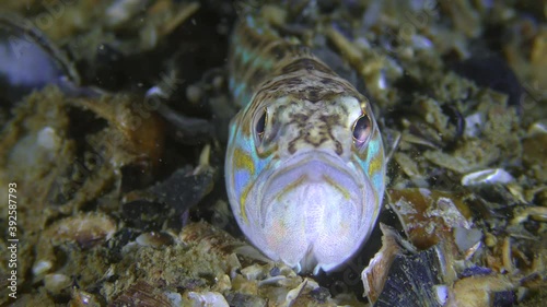 The toxic fish Greater weever (Trachinus draco) actively turns its eyes, portrait, front view. photo