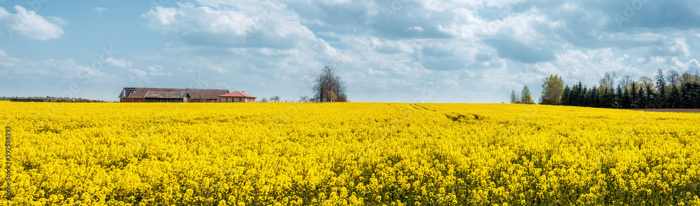 Panorama of blooming rapeseed field under cloudy blue sky
