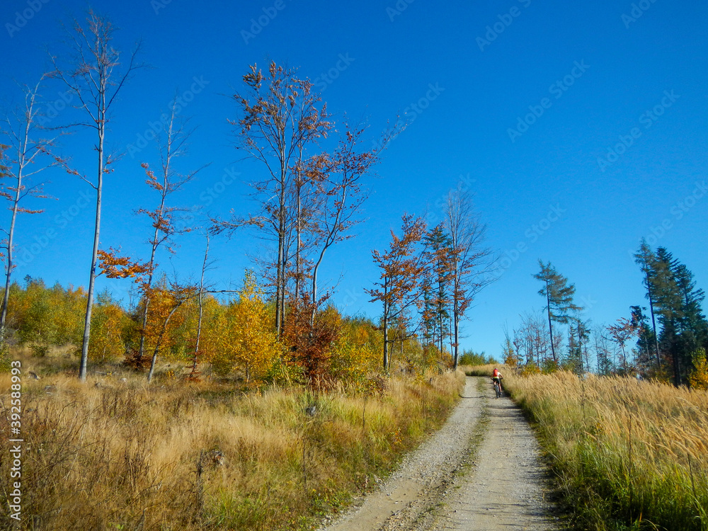 Autumn trees with colorful leaves