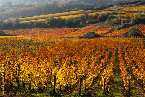 Le vignoble de bourgogne en automne. Des rangs de vigne en automne. Les vignes de Meursault en automne. Des vignes automnales