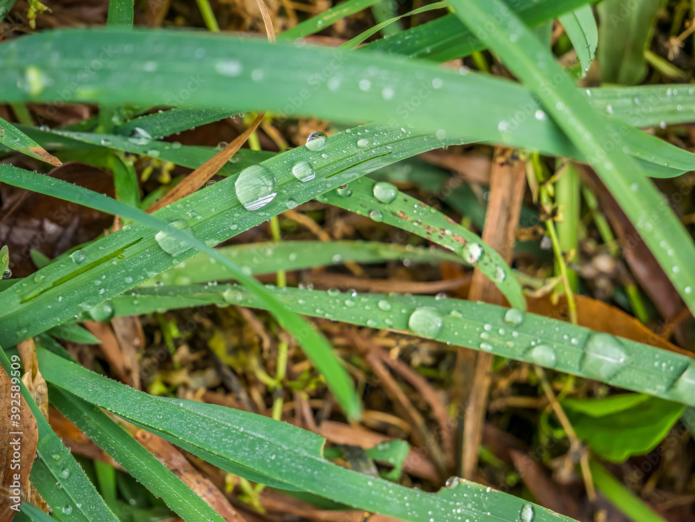 Fresh morning dew on green grass. Fresh morning dew on green grass.
