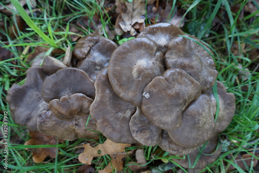 closeup of grey wet mushroom in the grass closeup of grey wet mushroom in the grass