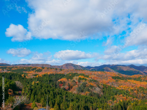 Autumnal forest overlooking from mountain (Tochigi, Japan)