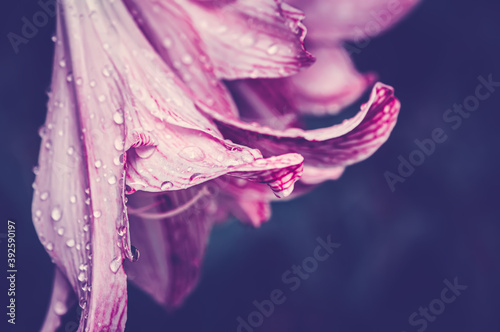 Pink lily with drooping buds covered with raindrops