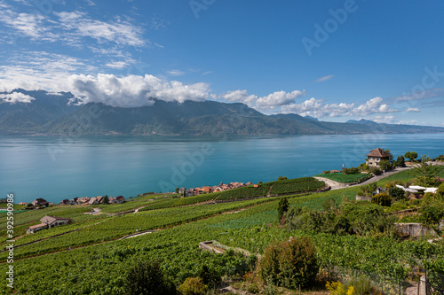 Vignoble en terrasses du Lavaux et vue sur le lac Léman, patrimoine mondial de l'UNESCO, Canton de Vaud, Suisse