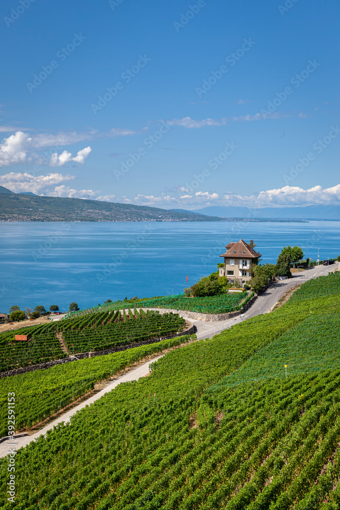 Vignoble en terrasses du Lavaux et vue sur le lac Léman, patrimoine mondial de l'UNESCO, Canton de Vaud, Suisse