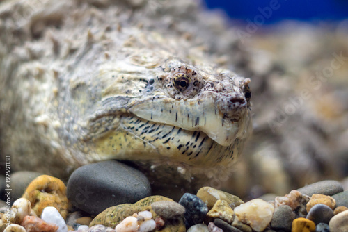 A snapping turtle with large claws on the gravel in the water