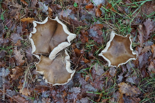 closeup of the caps of three wild brown mushrooms in the forest