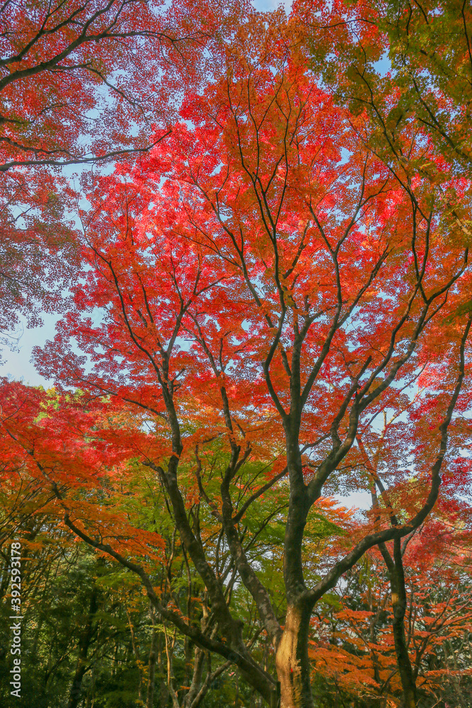 Autumn in Japan, November