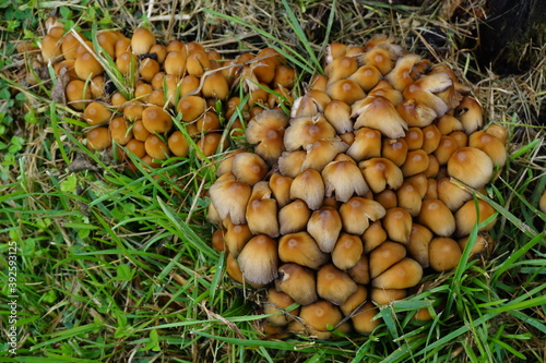 closeup of a cluster of small brown mushrooms in the grass
