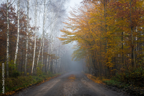 Foggy forest road on early October morning. Different types of deciduous trees - birches  oaks  lime trees. Path leading to Palmiry Museum  Poland. Selective focus on the foliage  blurred backround.