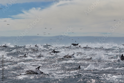 Pod of common dolphins in Algoa Bay, Port Elizabeth photo