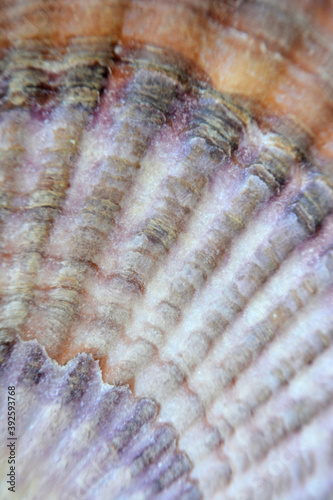 Texture, scallop shell surface.
