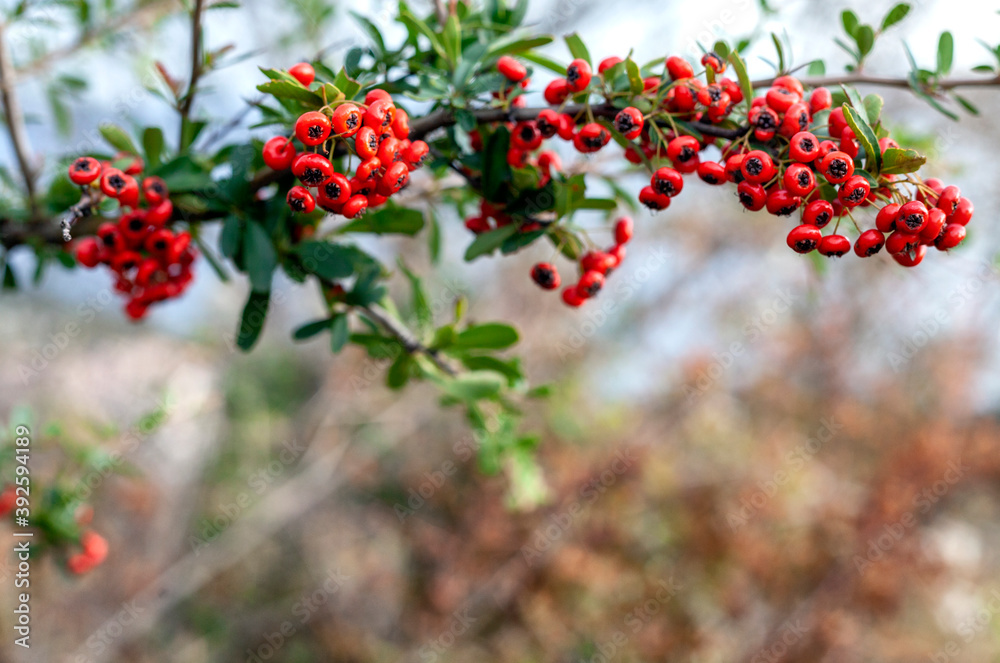 round berries on a branch with green leaves