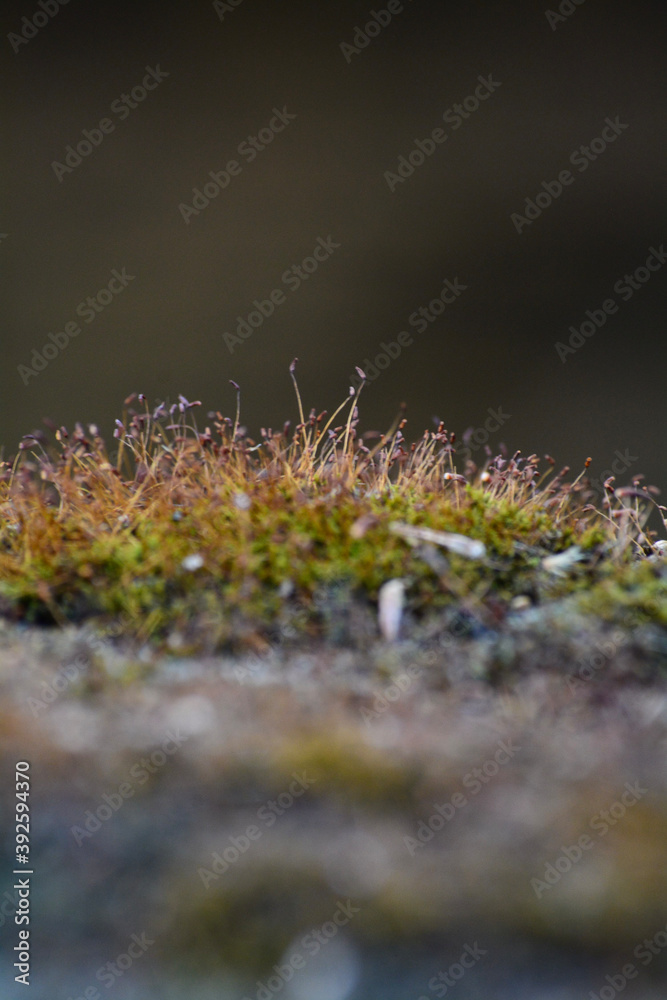 Micro moss on stone Micro moss on stone