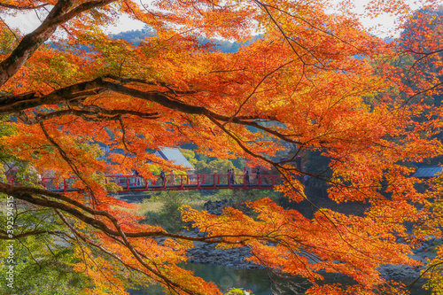 Autumn in Japan, November