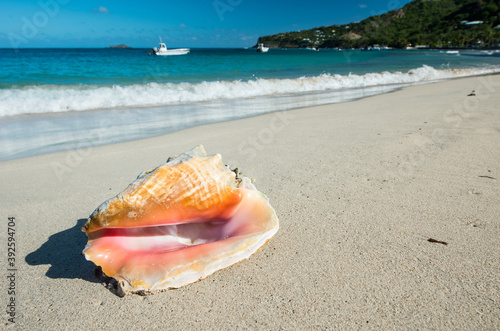 Conch, typical shell at caribbean