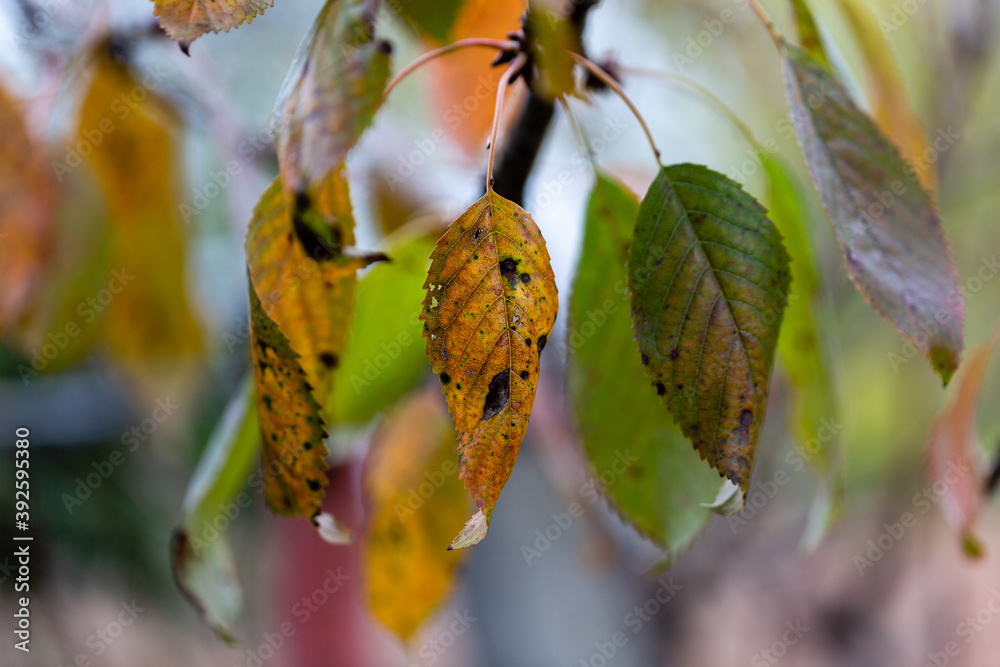 Beautiful Autumn colors of leaves