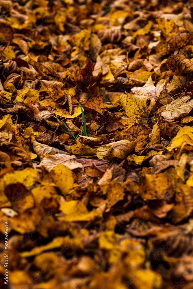 fallen leaves in autumn with their bright colors fallen leaves in autumn with their bright colors