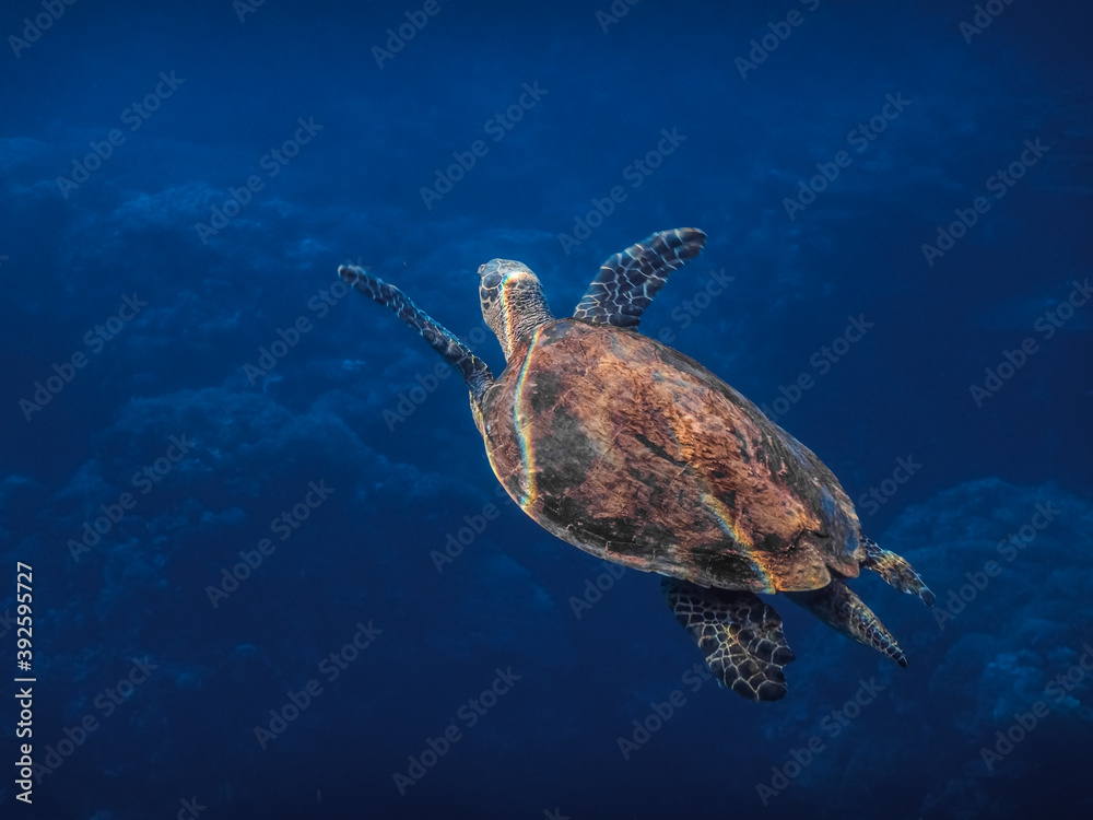 hawksbill turtle swims while diving to the surface hawksbill turtle swims while diving to the surface