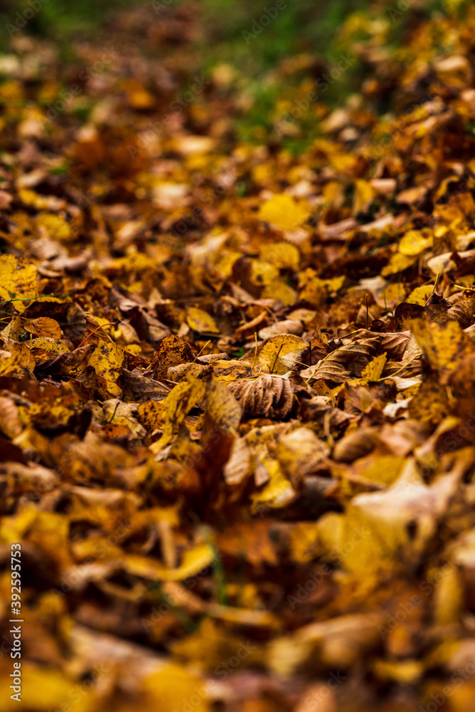 fallen leaves in autumn with their bright colors fallen leaves in autumn with their bright colors