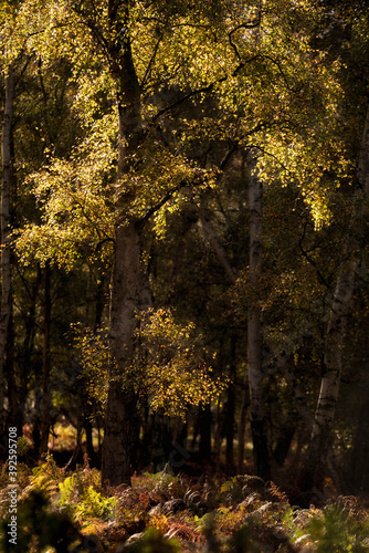 Stunning Autumn Fall landscape detail image in colorful woodland in English countryside