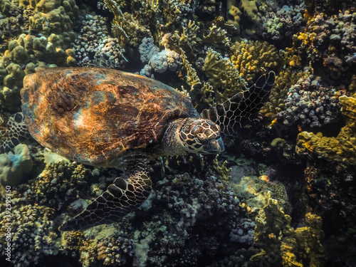 hawksbill turtle swims over corals while diving in egypt