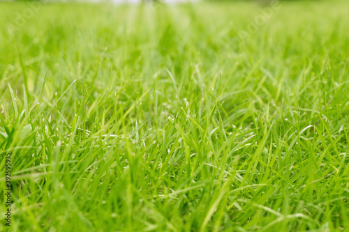 Green grass background pitch with light bokeh in spring time or summer for copy space.