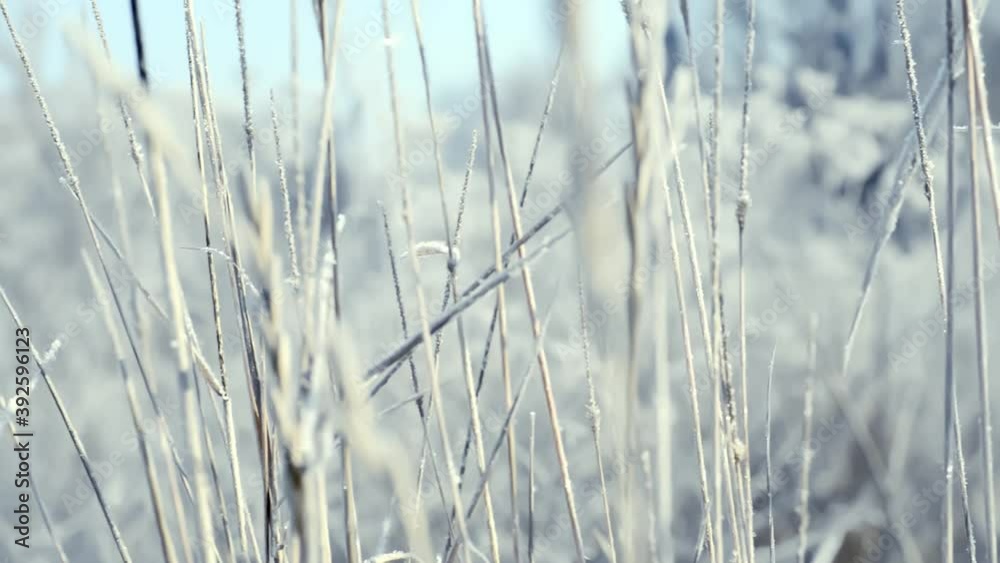 A close-up shot of frozen grass on a field covered with frost and snow and illuminated by the sun in the early frosty morning. There is a frosty haze in the air. A close-up shot of frozen grass on a field covered with frost and snow and illuminated by the sun in the early frosty morning. There is a frosty haze in the air.