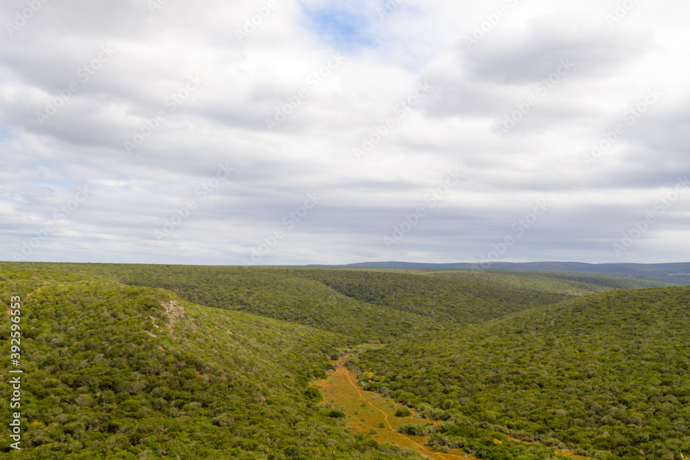 Addo Elephant National Park: view of trhe park showing the impenetrable valley bushveld trees and bushes