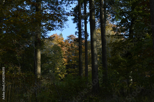Forêt d'automne 1 © Lorenzo