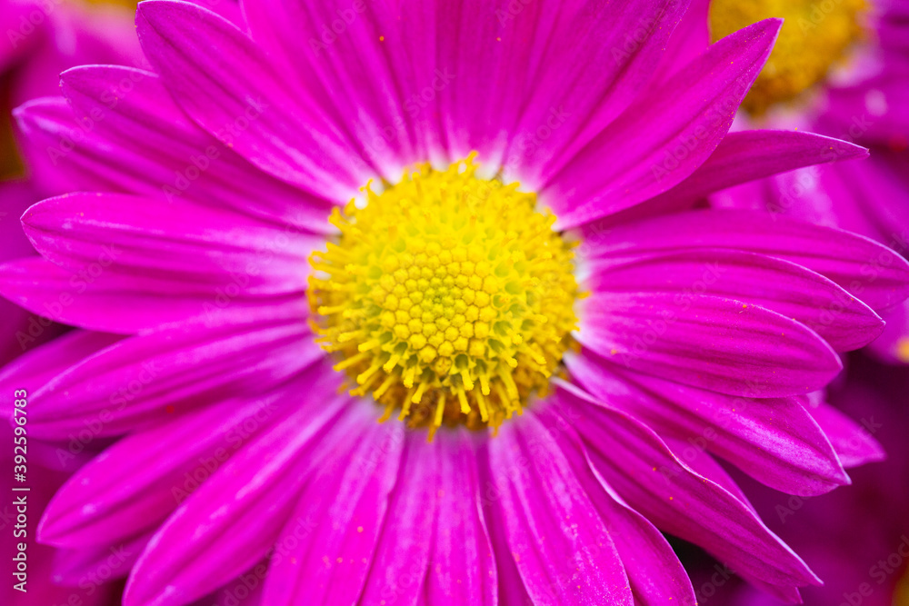 Autumn colorful Chrysanthemums in the garden