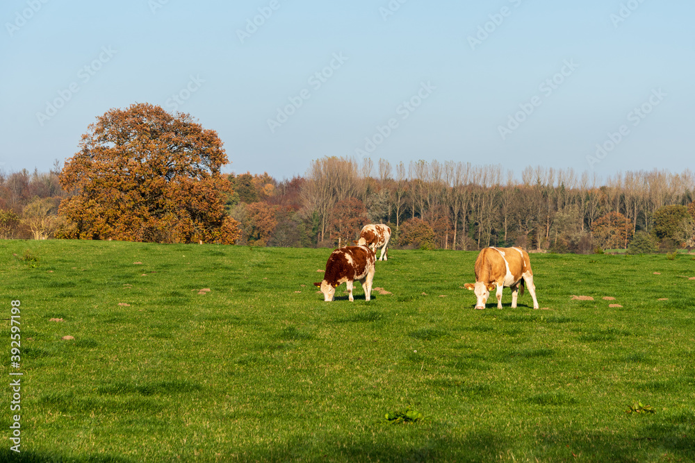 Fototapeta premium Freilaufende Rinder auf einer Wiese in Schleswig-Holstein