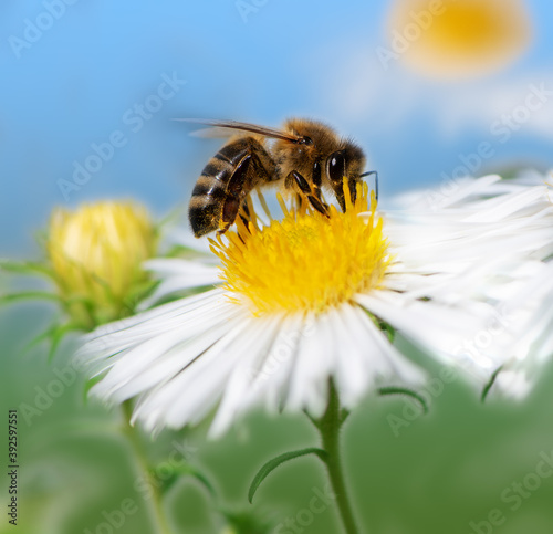 Bee collecting nectar at a white aster blossom © manfredxy