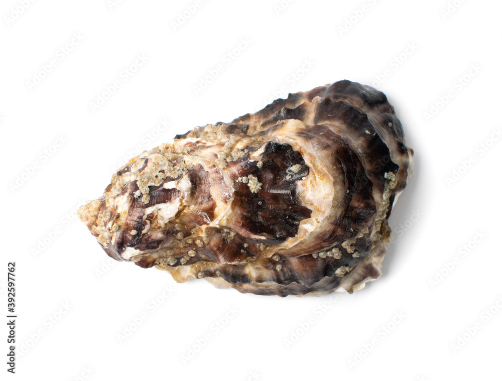 Fresh Closed Oyster Isolated on White Background. Fresh Closed Oyster Isolated on White Background.