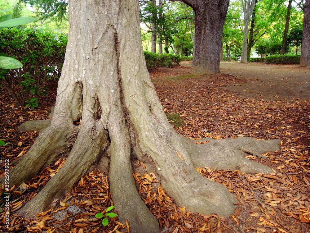 秋の枯れ葉散る公園のヒマラヤスギの広場風景 秋の枯れ葉散る公園のヒマラヤスギの広場風景