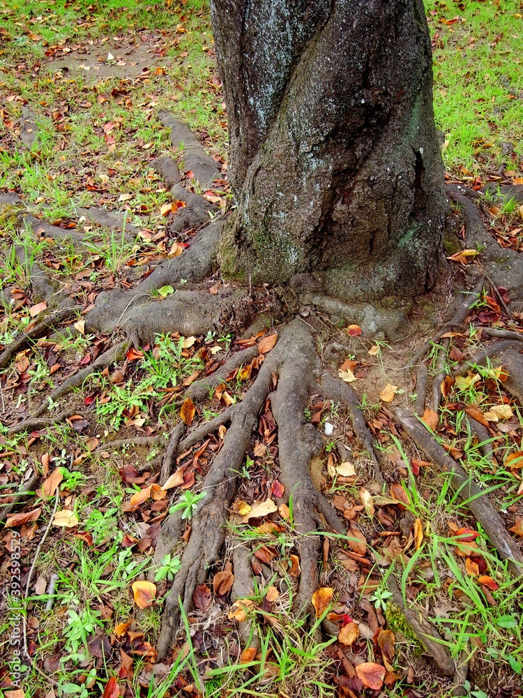 Obraz premium 枯葉散る桜の木の根元