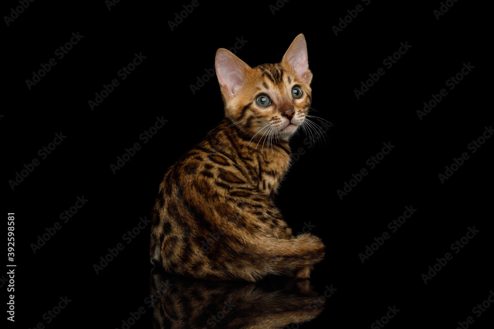 Bengal Kitten turn back on isolated Black Background
